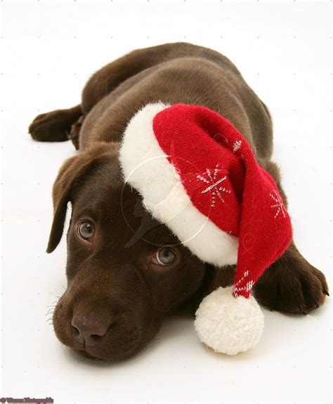 Download Merry Christmas Labrador Retriever Dog Cameo